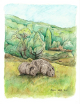 Wombats at Cradle Mountain Greeting Card